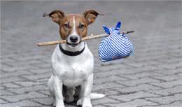 这5种狗狗，才可以算是真正的中国犬种，你都了解吗？