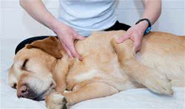 4个特征，看你的狗狗是否患了关节炎，爱狗从保护关节开始