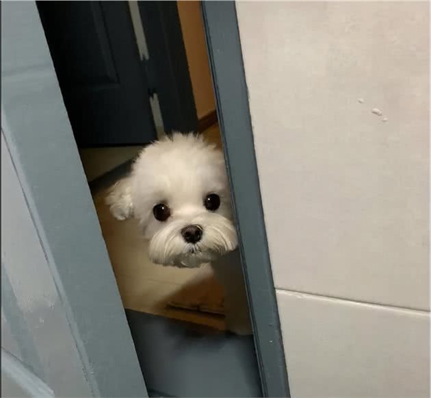 原来在狗狗眼中，主人上厕所的行为，其实代表这些意思