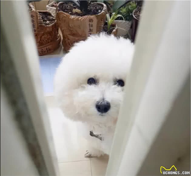 原来在狗狗眼中，主人上厕所的行为，其实代表这些意思