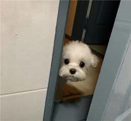 原来在狗狗眼中，主人上厕所的行为，其实代表这些意思
