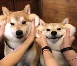 来自狗狗捏脸的魔力