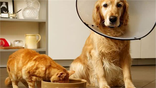 辟谣：可以给猫咪喂狗粮吗？长期食用导致营养缺失，甚至引发疾病