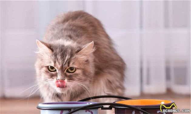辟谣：可以给猫咪喂狗粮吗？长期食用导致营养缺失，甚至引发疾病