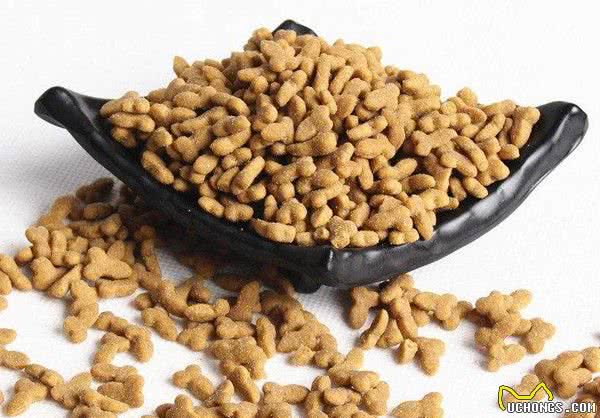 辟谣：可以给猫咪喂狗粮吗？长期食用导致营养缺失，甚至引发疾病