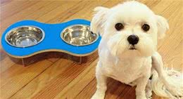 狗狗的饭碗用完要洗吗？不洗会怎样？应该怎么清洗？