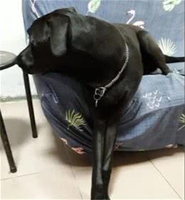 狗狗趴门口看门，站起来近1米8的身形，没有小偷敢接近吧！