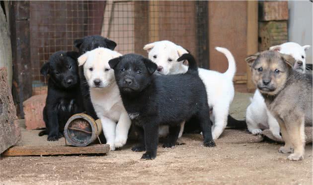 中华田园犬比其他狗身体更健康？5个原因完胜其他狗，网友：服气