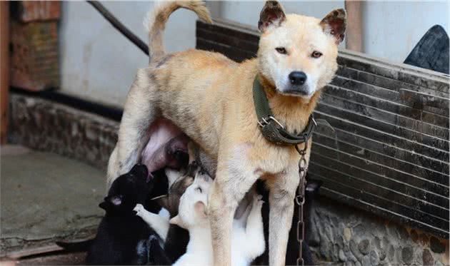 中华田园犬比其他狗身体更健康？5个原因完胜其他狗，网友：服气