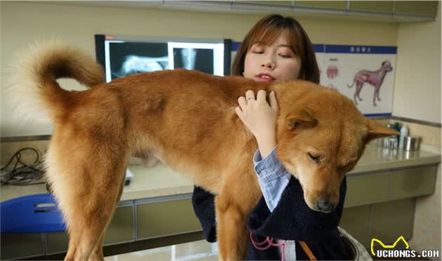 中华田园犬比其他狗身体更健康？5个原因完胜其他狗，网友：服气