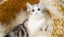 如果免费让我养一只猫，我一定会选择美短！只因它有这6点魅力