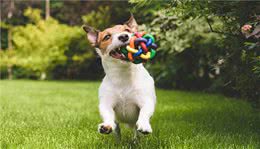 别再做这五件事，不然狗狗会觉得很委屈，以为你有别的狗不爱它了