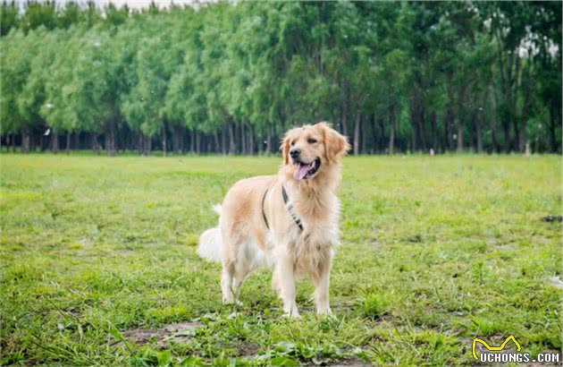 最“狡猾”的6大狗狗，竟然会装病骗主人，智商不够不要养