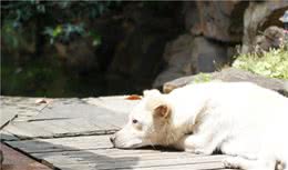 中华田园犬优点有很多，甚至比宠物狗还要好，但还是少人养
