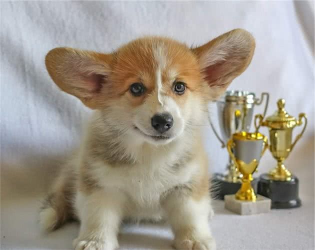 5种最聪明的小型犬
