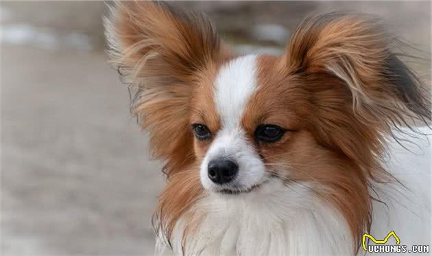 5种最聪明的小型犬