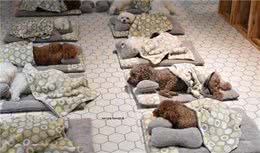 什么？宠物狗也有日托班？太萌了吧