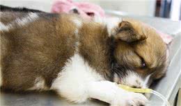 从狗狗不同的呕吐物中，判断它的身体状态