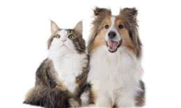 想要猫狗双全，这些容易跟猫相处的狗狗你必须知道