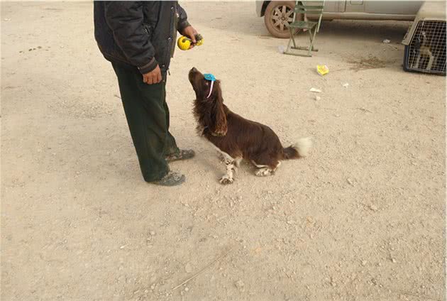 两万元的史宾格犬，顾客绝对贵了，商贩却还有个王牌要价3万？