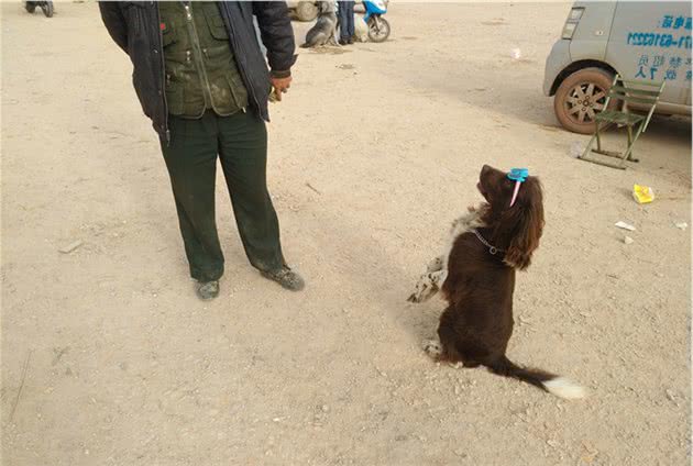 两万元的史宾格犬，顾客绝对贵了，商贩却还有个王牌要价3万？