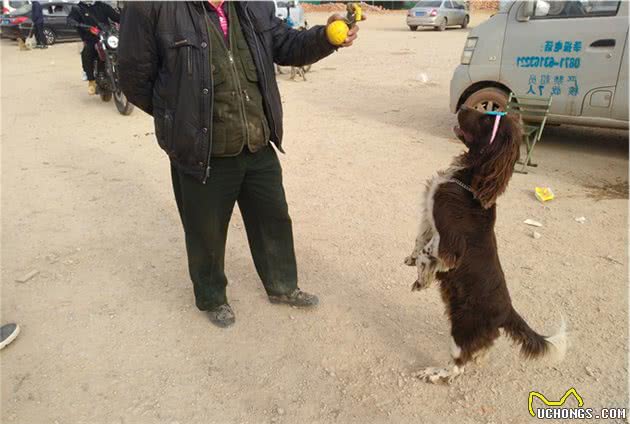 两万元的史宾格犬，顾客绝对贵了，商贩却还有个王牌要价3万？