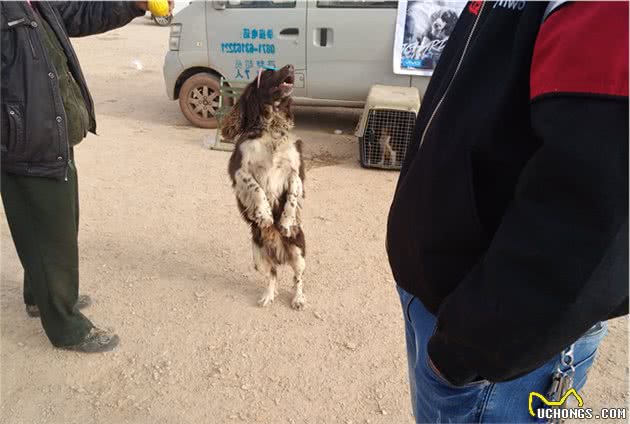 两万元的史宾格犬，顾客绝对贵了，商贩却还有个王牌要价3万？