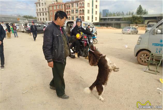 两万元的史宾格犬，顾客绝对贵了，商贩却还有个王牌要价3万？
