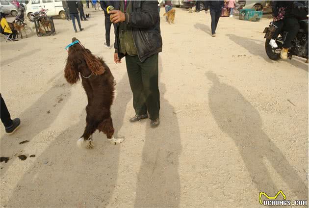 两万元的史宾格犬，顾客绝对贵了，商贩却还有个王牌要价3万？