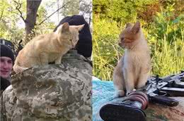 俄罗斯猫真的打赢了西伯利亚狼？一方水土养一方猫