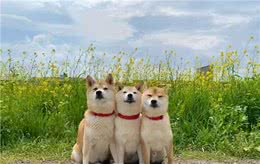 柴犬属于猎犬？关于柴犬你不知道的四个冷知识