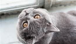 沙尔特猫，世界三大蓝猫中最稀有且神秘的蓝猫，想买都买不到