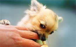 适合新手养狗的幼犬训练，狗狗到家后的行为训练