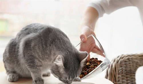 新手选粮攻略｜到底该怎么选择猫粮呢？