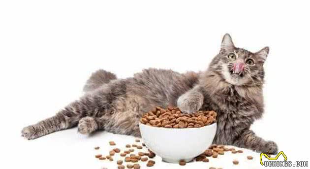 新手选粮攻略｜到底该怎么选择猫粮呢？