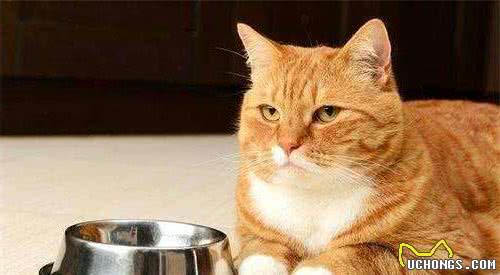 新手选粮攻略｜到底该怎么选择猫粮呢？