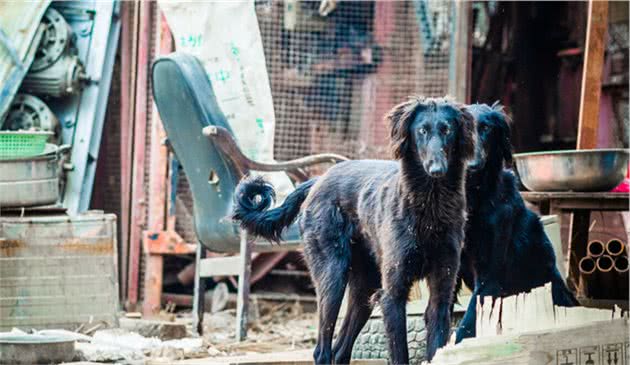 为何国内没人养“细犬”当宠物？背后原因有5个