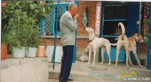 为何国内没人养“细犬”当宠物？背后原因有5个