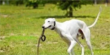 为何国内没人养“细犬”当宠物？背后原因有5个