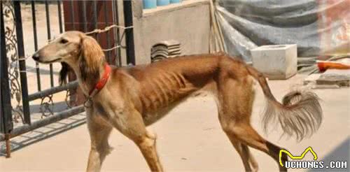 为何国内没人养“细犬”当宠物？背后原因有5个