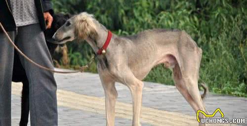 为何国内没人养“细犬”当宠物？背后原因有5个