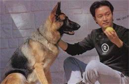 实力强劲的5种护卫犬，保护主人，绰绰有余