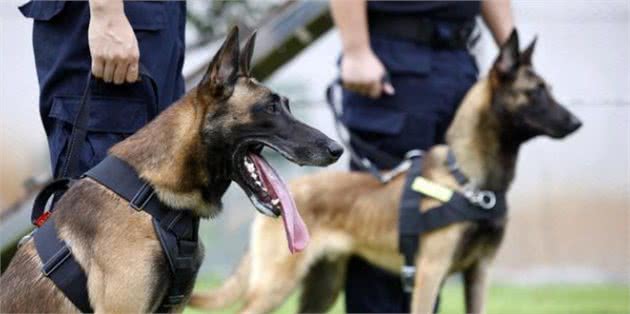 马犬的6大优点，难怪那么多人喜欢，我都想养一只