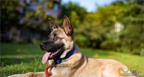 马犬的6大优点，难怪那么多人喜欢，我都想养一只