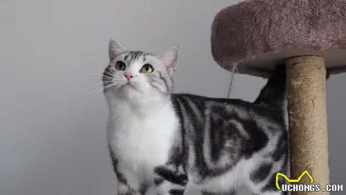 美短猫纯不纯就看这几点，串串一般装不出来