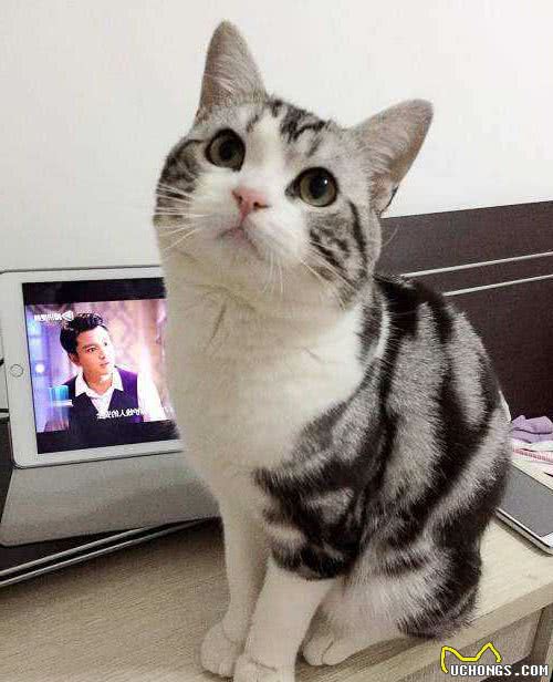 美短猫纯不纯就看这几点，串串一般装不出来