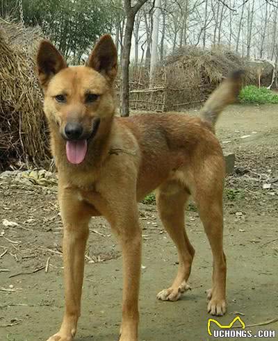 杂交狗就是中华田园犬吗？恐怕是我们搞错了