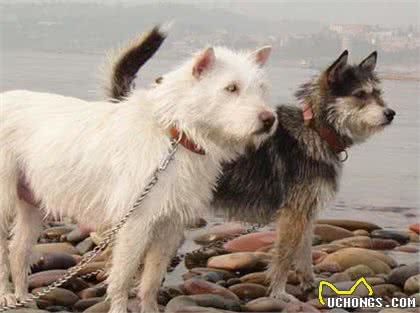 杂交狗就是中华田园犬吗？恐怕是我们搞错了