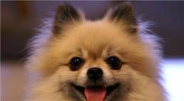 博美犬：娇小可爱，女孩子见了完全没有抵抗力