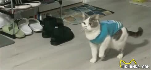 猫咪这几个“异常现象”，表明它正在忍受痛苦